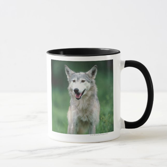 Taza Lobo gris 2 (Derecha)