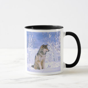 Taza Lobo gris sentado en la nieve, Canis lupus,
