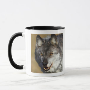 Taza Lobo (lupus de Canis)