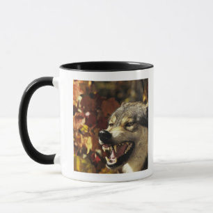 Taza Lobo (lupus de Canis) que gruñe, headshot, con