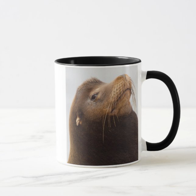 Taza Lobo Marino de California (Derecha)