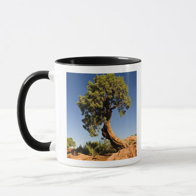 Taza Lonesome Cedar, Parque Estatal Deadhorse Point, (Izquierda)