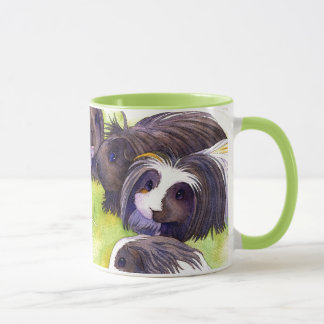 Taza Long Hair Cavies