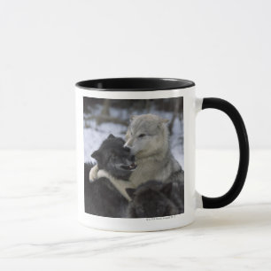 Taza Los E.E.U.U., Montana, lobos que juegan en nieve