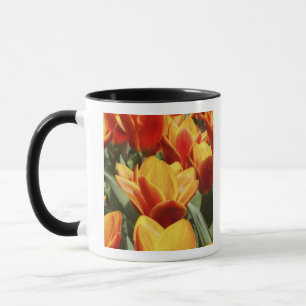 Taza Los tulipanes abundan en Keukenhof Gardens, Holand