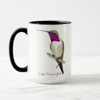 Lucifer Hummingbird