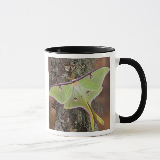 Taza Luna Silk Moth (Derecha)