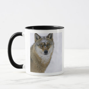 Taza Lupus de Canis, mirando la cámara, Alemania,