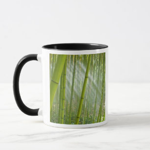 Taza Luz de la mañana filtrándose a través del bambú