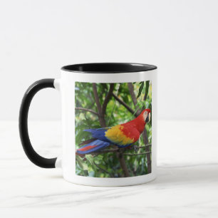 Taza Macaw del escarlata en el miembro de árbol