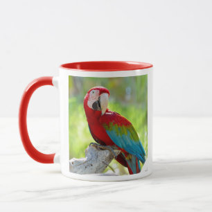 Taza Macaw que se sienta en rama