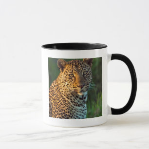 Taza Macho de leopardo (Panthera Pardus) cachorro compl