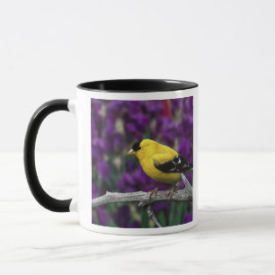 Taza Macho, jilguero americano en plumaje de verano,