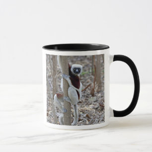 Taza Madagascar, Reserva Ankarafantsika; Ampijoroa;