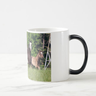 Taza Mágica Algunos caballos en hierba verde