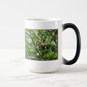Taza Mágica Ardilla que esconde morphing