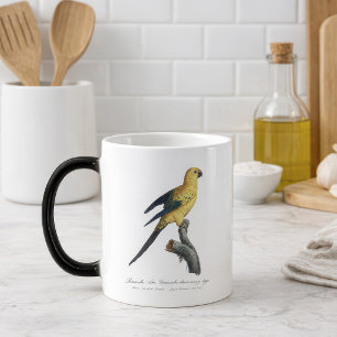 Taza Mágica Cotorra del Sol o Aratinga solstitialis
