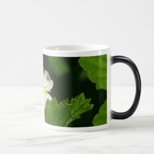 Taza Mágica Flor de fresa silvestre