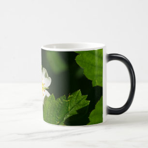 Taza Mágica Flor de fresa silvestre