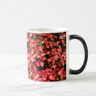 Taza Mágica Flor de Navidad "Poinsettia"