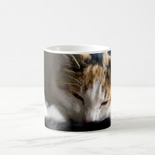 Taza Mágica Gato calico durmiente