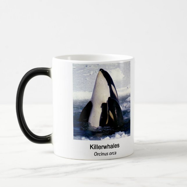 Taza Mágica Killerwhale , Orcinus orca (Izquierda)