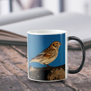 Taza Mágica Longspur de la plataforma sobre un registro ilumin