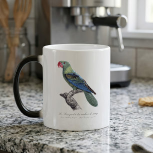 Taza Mágica Loricito Picogordo, Tanygnathus Megalorynchos