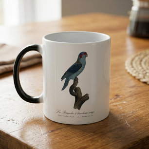 Taza Mágica Loríquet de Musk, Trichoglossus concinnus