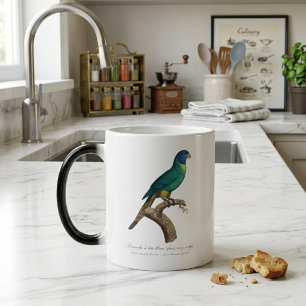 Taza Mágica loriquito arcoíris juvenil Trichoglossus moluccanu