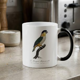 Taza Mágica Loro Macho de Cabeza Negra, Pionites Melanocephalu