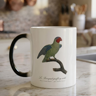 Taza Mágica Loro mejirrojo macho, Geoffroyus geoffroyi