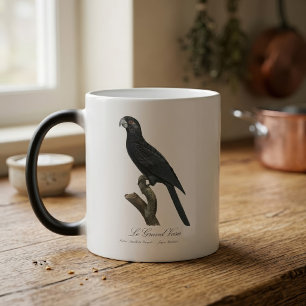Taza Mágica Loro Vasa Mayor, Coracopsis Vasa Ilustración