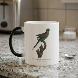 Taza Mágica Perico Catrín, Brotogeris jugularis