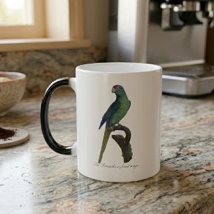 Taza Mágica Perico Frentianaranjado, Eupsittula Canicularis