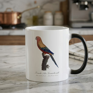Taza Mágica Perico Sol, Aratinga Solstitialis
