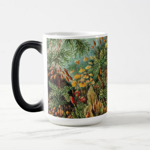 Taza Mágica Plantas de musgo vintage Muscinae por Ernst Haecke