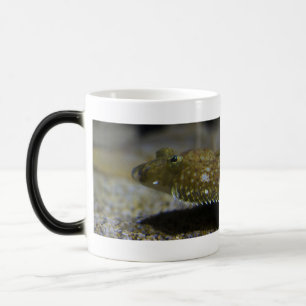 Taza Mágica Platijas