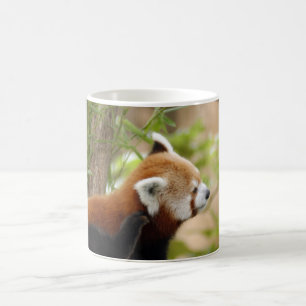 Taza Mágica red-panda-035