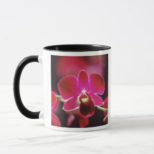 Taza Malasia, Orquídea