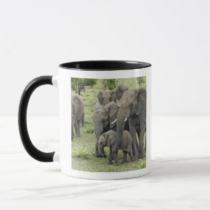 Taza manada de elefante africano, Loxodonta africana, 2