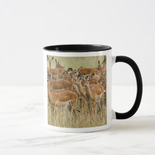 Taza Manada de impalas hembras, Masai Mara, Kenia.