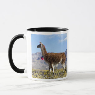 Taza Manada de llamas decoradas en la Puna, cordillera 