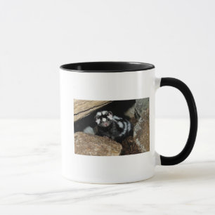 TAZA manchada de la mofeta