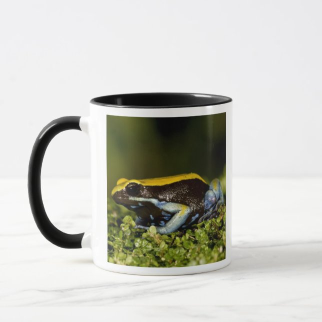 Taza Mantella de oreja negra, Mantella expectata, (Izquierda)
