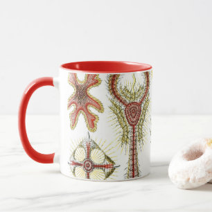 Taza Manzanilla silvestre por Ernst Haeckel, naturaleza