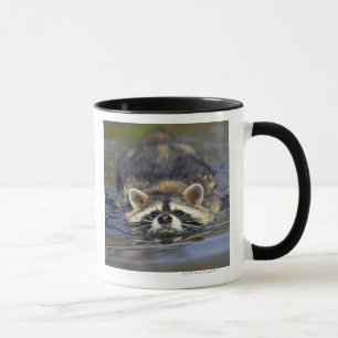 Taza Mapache adulto, lotorOrder del Procyon: