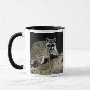 Taza Mapache Norteño, Procyon lotor