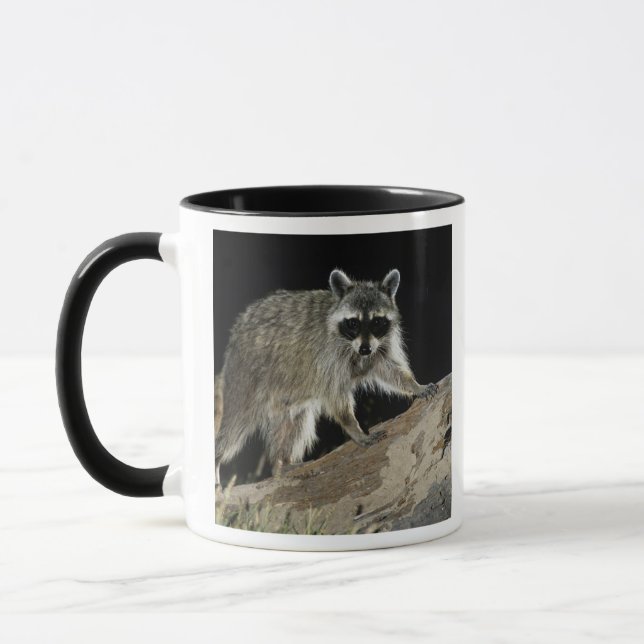 Taza Mapache Norteño, Procyon lotor (Izquierda)