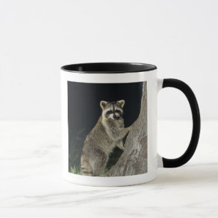 Taza Mapache norteño, Procyon lotor, adulto en árbol